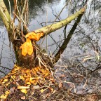 Filmpje: Bevers langs de Fonteinallee